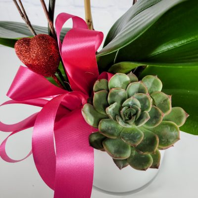 Valentine's Day Orchid
