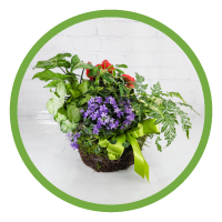 European Dish Garden - Standard