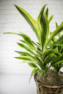 Dracaena Lemon Lime - 8