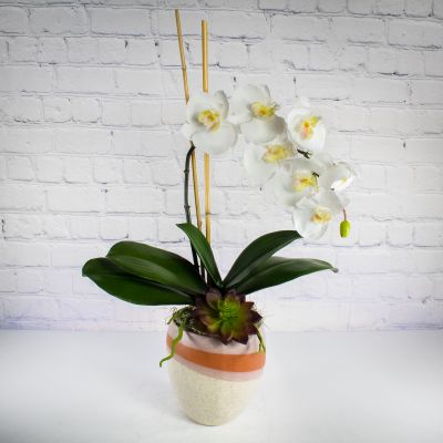 Eternity orchid hot sale