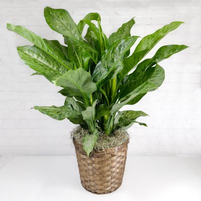 Aglaonema Snow