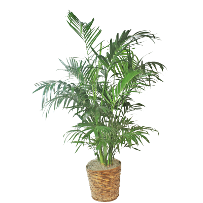 Palm Plant