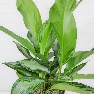 6” Aglaonema in Pink Ceramic