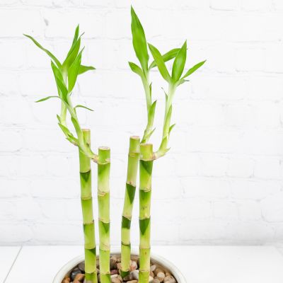 Lucky Bamboo Design