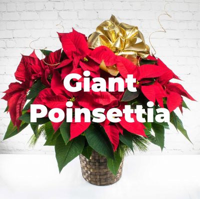 Giant Poinsettia Plant - 5 Branch