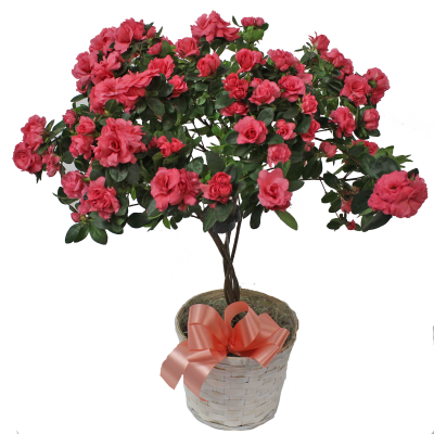 Large Topiary Plant
