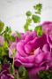 Perfectly Peony - Preorder Only