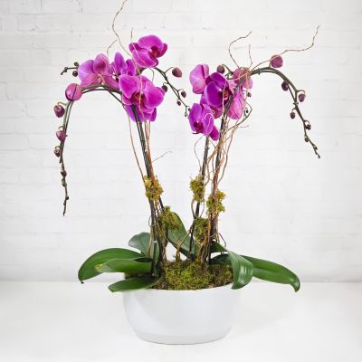 Phalaenopsis Orchid Planter - 4 Stem