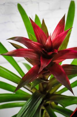 Upgraded Beautiful Bromeliad Plant