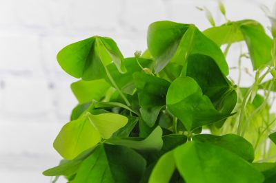 Oxalis Planter