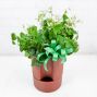 Lucky Clover Oxalis Plant