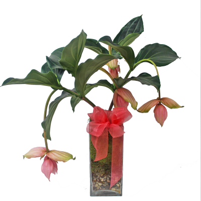 Medinilla magnifica plant