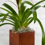 Upgraded Beautiful Bromeliad Plant