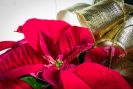 Medium-Short Poinsettia Plant - Gold