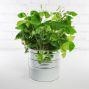 Oxalis Planter