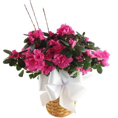 Large Azalea Plant