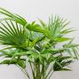 Chinese Palm Plant