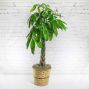 Money Tree