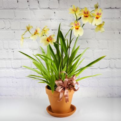 Miltonia Orchid Plant