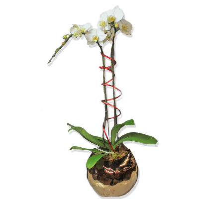 Valentine's Day Orchid (Double Stem)/ Assorted Colors