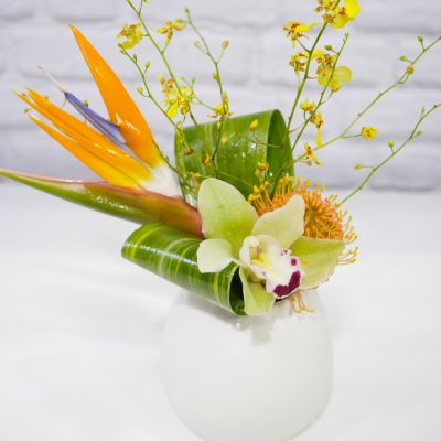 Orchid Oasis