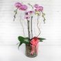 Cupid's Orchid Planter