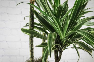 Dracaena Jumbo Cane Tree