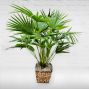 Chinese Palm Plant