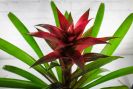 Upgraded Beautiful Bromeliad Plant