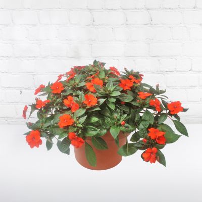 Impatiens Planter 