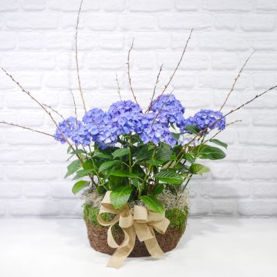 Hydrangea Planter