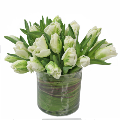 Parrot Tulips