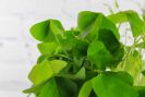 Oxalis Planter
