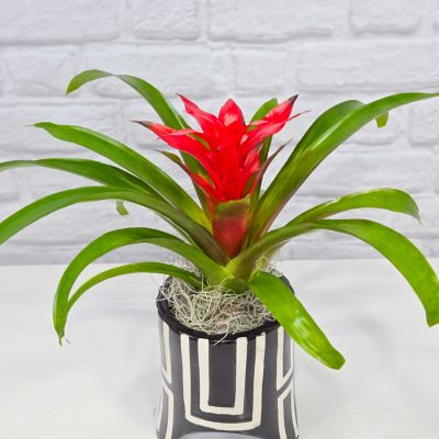 Bromeliad in Ceramic