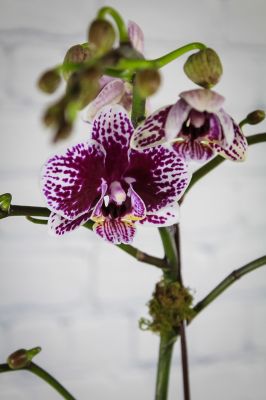 Serene Orchid Planter