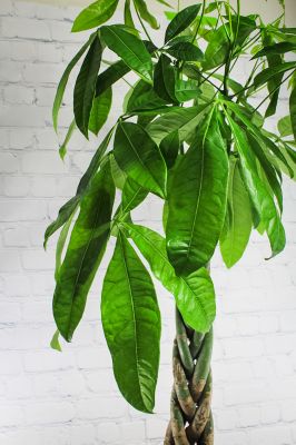 Money Tree