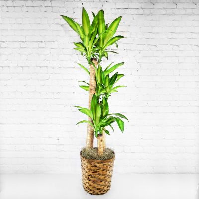 Dracaena Massagena Cane Plant - 10