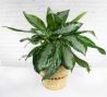 Aglaonema Plant - 10