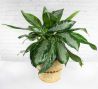 Aglaonema Plant