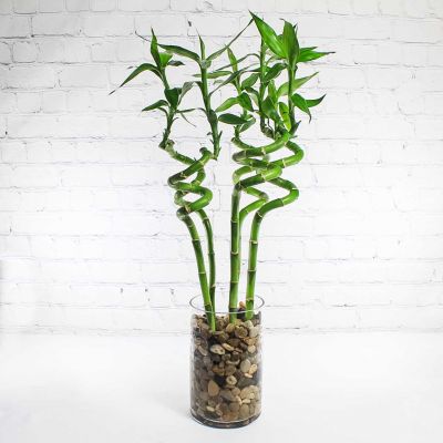 Lucky Bamboo Plant :: Ashland Addison Florist Co.