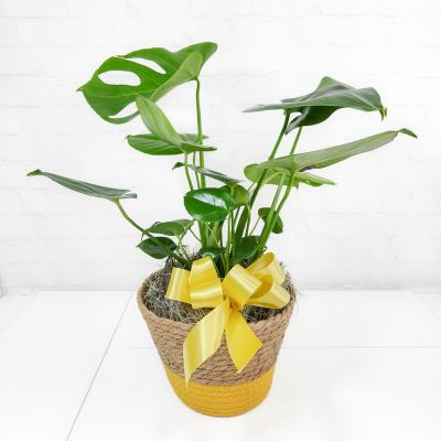 Monstera Plant in a Basket