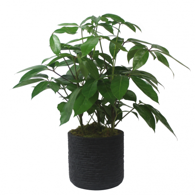 Shefflera Plant