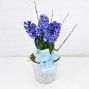 Hyacinth Plant