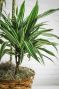 Dracaena Jumbo Cane Tree