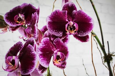 Phalaenopsis Orchid Planter - 4 Stem