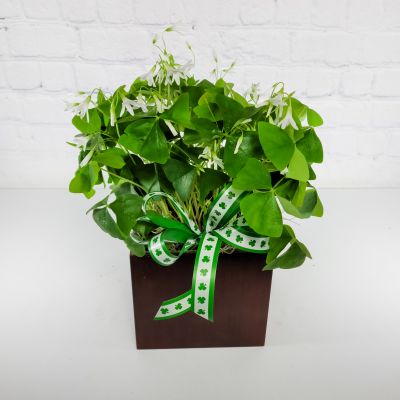 Oxalis (Shamrock) Plant