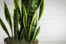 Snake Plant