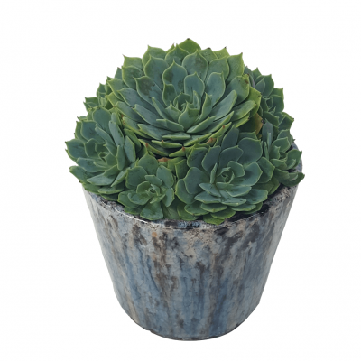 Hens and Chicks