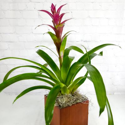 Upgraded Beautiful Bromeliad Plant