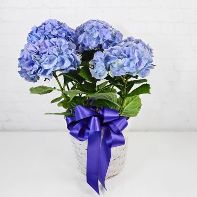 Mother's Day Hydrangea Plant